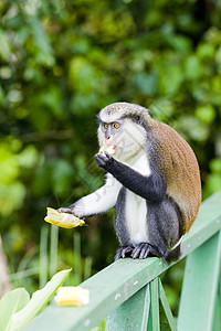 格林纳达大江国家公园中香蕉和香蕉猴子地位哺乳动物动物群人猿辫子动物学外观荒野动物野生动物图片