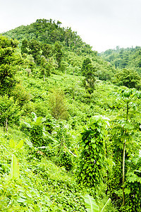 格林纳达内陆 加勒比森林风景世界植被绿色外观植物学旅行热带位置图片