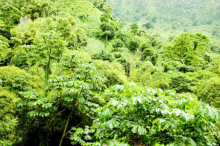 格林纳达内陆 加勒比植物学世界植被森林位置热带风景旅行植物绿色图片