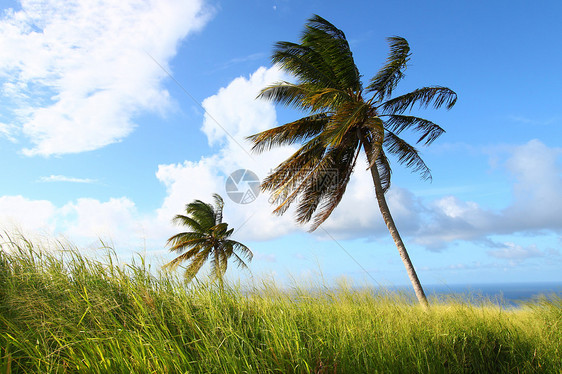 圣基茨景观场地栖息地生态农业热带棕榈植物群天堂风景叶子图片
