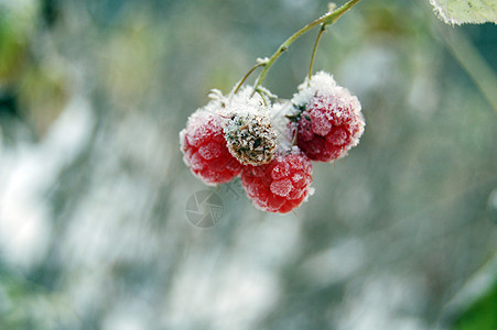 霜冻植被背景图片