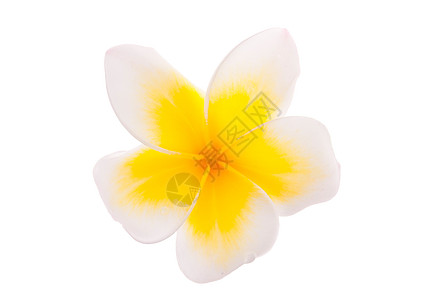 孤立的单黄黄色叶草花温泉情调香味邀请函鸡蛋花植物群宝塔花束植物异国图片