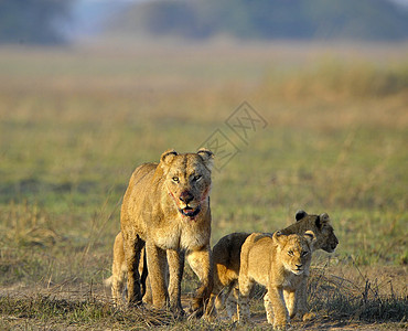 和幼崽一起打猎之后的狮子座毛皮母亲染色小猫食肉妈妈童年女性婴儿哺乳动物图片