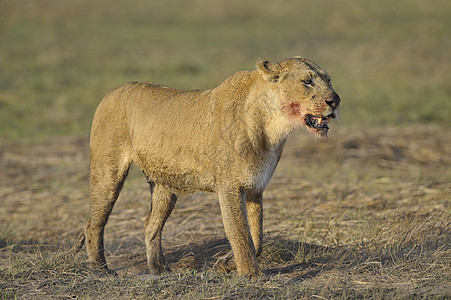 和幼崽一起打猎之后的狮子座妈妈幼崽毛皮哺乳动物婴儿食肉母性荒野猫科动物家庭图片