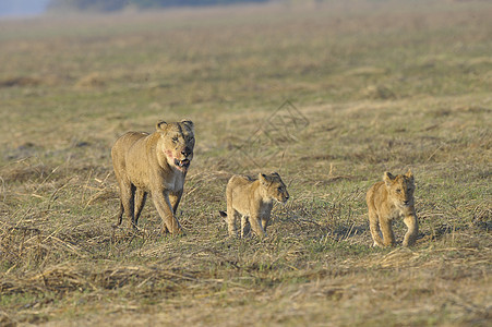 和幼崽一起打猎之后的狮子座荒野野生动物儿子捕食者婴儿太阳猫科动物童年染色动物图片