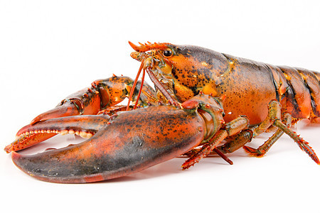 新鲜活龙虾食物餐厅美食海鲜海洋生物红色钓鱼海洋贝类图片