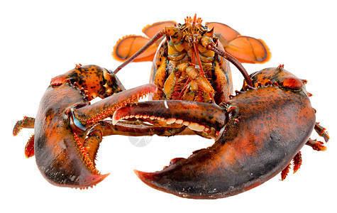 新鲜活龙虾食物海洋海洋生物红色海鲜餐厅钓鱼美食贝类图片