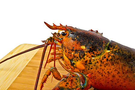 新鲜活龙虾食物餐厅钓鱼贝类美食海洋海洋生物红色海鲜图片