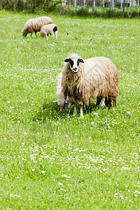 波斯尼亚和黑塞哥维纳草原上的绵羊国家农场草地动物学动物群外观哺乳动物食草农业家畜图片