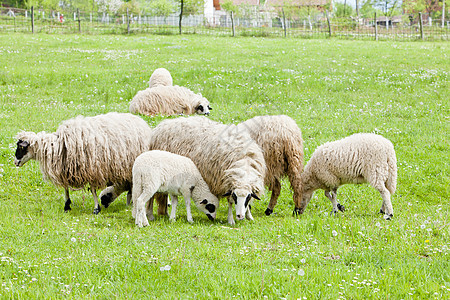 波斯尼亚和黑塞哥维纳草原上的绵羊哺乳动物国家农业乡村畜牧业草食性食草家畜动物学外观图片