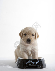 金色的猎犬在碗里家畜幼兽宠物动物群动物学品种小狗哺乳动物犬种幼崽图片