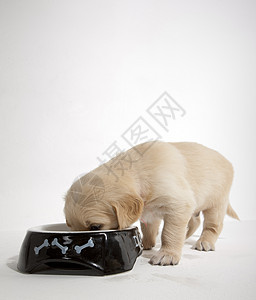 金色的猎犬在碗里品种内饰小动物幼兽动物群家畜犬种小狗幼崽哺乳动物图片