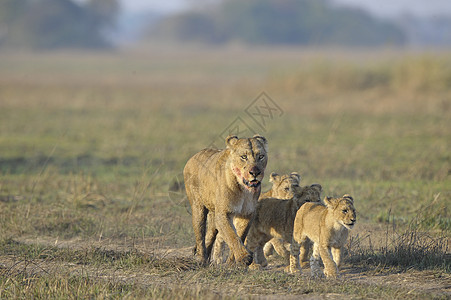 和幼崽一起打猎之后的狮子座大草原太阳晶须孩子男性阳光幼崽母亲染色女性图片
