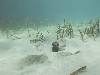 海螺粘液旅行假期藻类昆虫海洋蜗牛冒险图片