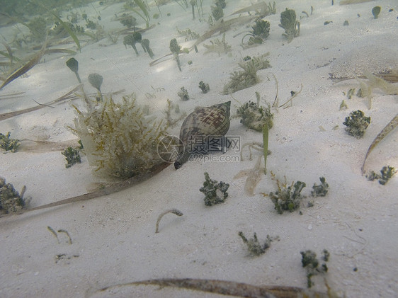 海螺藻类冒险海洋假期蜗牛旅行粘液昆虫图片