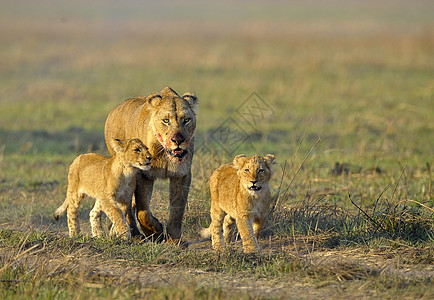 和幼崽一起打猎之后的狮子座孩子女性阳光毛皮婴儿野生动物荒野太阳小猫母亲图片