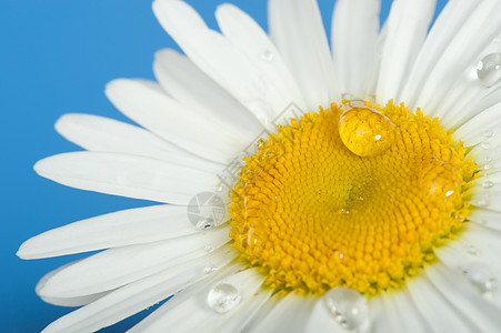 含露水的甘油黄色天空植物植物群雏菊宏观甘菊活力白色美丽图片