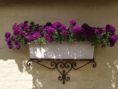 铁墙石墙上的古典花盆花盆园艺叶子播种机紫色生长植物房子盆栽住宅绿色背景