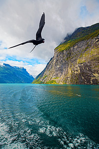 鸟山Geiranger 视图海洋植物群石头蓝色峡湾悬崖旅行自由门山坡地区背景