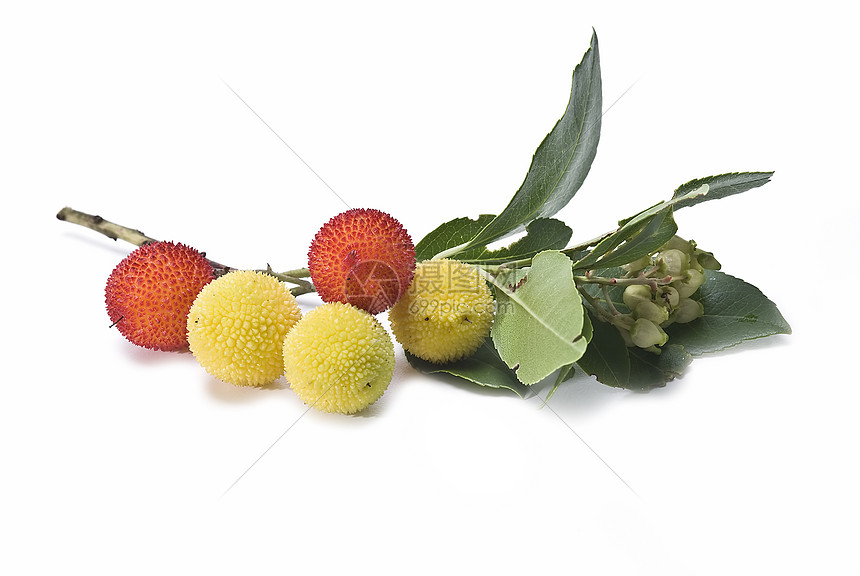 阿布图斯水果种子花朵荒野衬套树叶收藏黄色森林珠子浆果图片