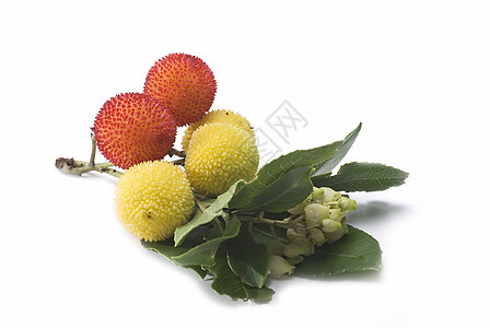 阿布图斯水果浆果种子树叶杨梅衬套黄色荒野森林珠子花朵图片