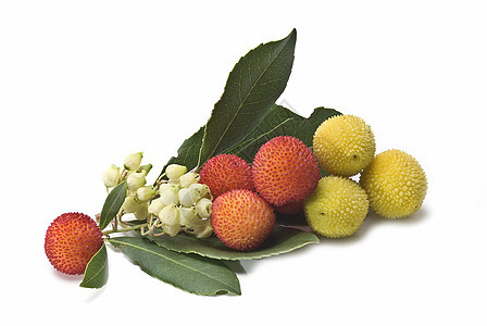 阿布图斯水果种子衬套黄色收藏杨梅荒野浆果树叶森林珠子图片