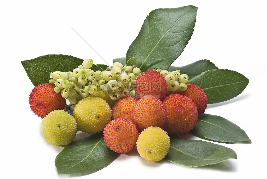阿布图斯水果红色花朵杨梅森林收藏种子黄色浆果荒野珠子图片