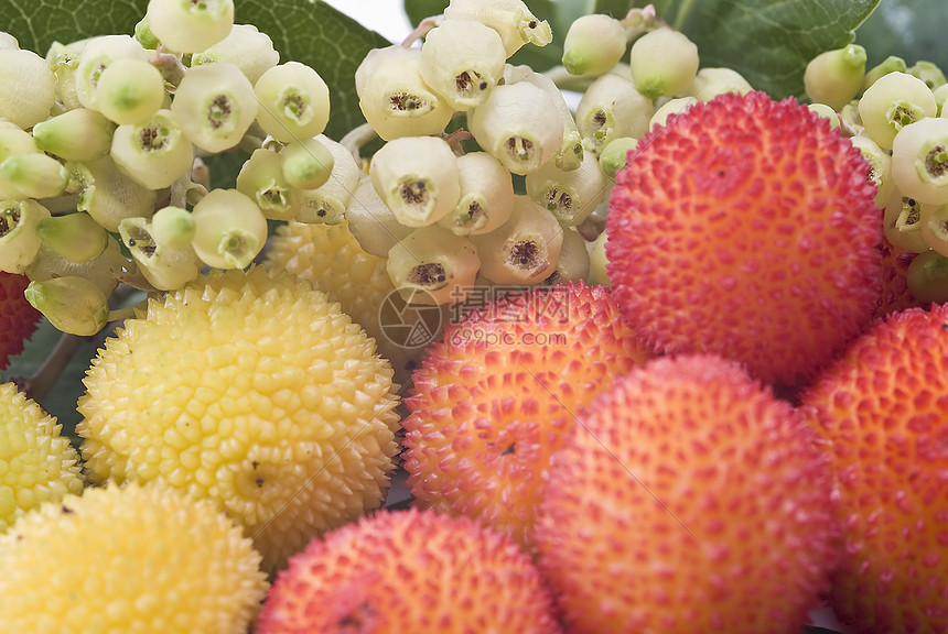 阿布图斯水果杨梅衬套荒野种子浆果珠子红色黄色树叶收藏图片