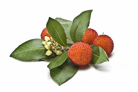阿布图斯水果杨梅红色花朵浆果荒野珠子森林黄色种子衬套图片