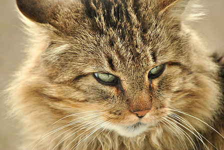 灰猫眼睛灰色宠物猫科哺乳动物动物图片