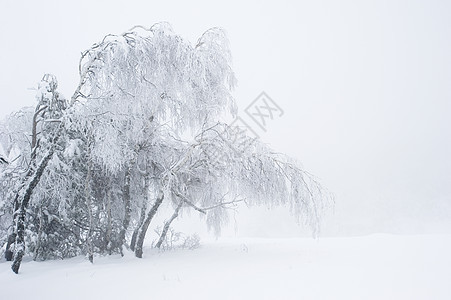 冬季雪雪公园木头天空荒野气候季节寂寞旅行假期针叶城市图片