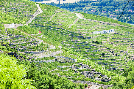 法国罗昂阿尔卑斯 科特罗蒂生长生产藤蔓风景农业农村酒业葡萄园外观旅行图片