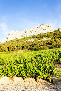法国普罗旺斯Du Cayron上校Gigondas附近的葡萄园生长生产国家种植者外观葡萄岩石农村种植农业图片