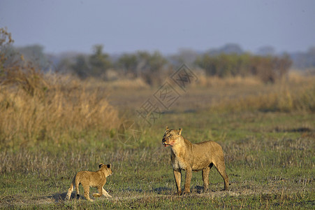 和幼崽一起打猎之后的狮子座毛皮野生动物母性儿子哺乳动物太阳女性小猫童年母亲图片