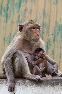 和坐在墙上的猴子及其婴儿哺乳动物少年脊椎动物荒野棕色野生动物母亲生物动物园母体图片