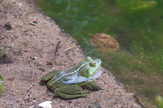 绿青蛙王子沼泽生态叶子蟾蜍热带丛林生物生物学动物群图片