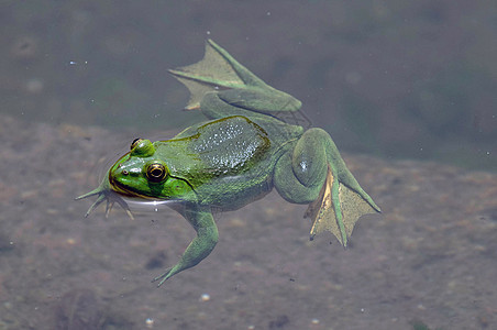 绿青蛙宏观森林生态蟾蜍植物环境生物学沼泽眼睛叶子图片