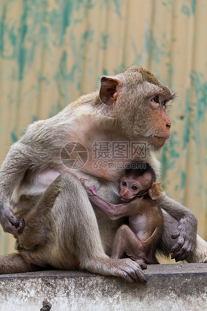 和坐在墙上的猴子及其婴儿动物园野生动物母亲生物少年哺乳动物棕色母体脊椎动物荒野图片