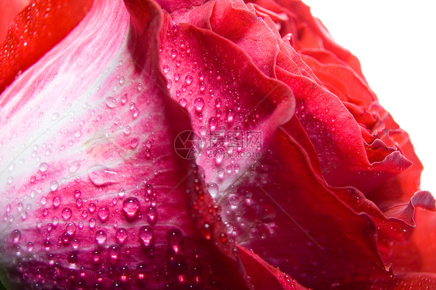 红玫瑰玫瑰红色摄影花朵植物曲线漩涡宏观脆弱性图片
