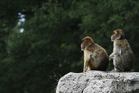 2个野生动物巴巴灵长类哺乳动物猕猴悬崖荒野森林动物石头图片