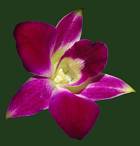 粉红兰花热带天堂花店花园季节健康紫色树叶叶子花束泰国高清图片素材