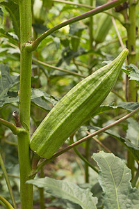 拥有丰富果实的秋花植物园艺秋葵蔬菜树叶花园绿色豆荚食物种子图片
