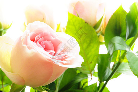 明亮粉红玫瑰周年浪漫新娘卡片白色日历绿色热情叶子花朵图片