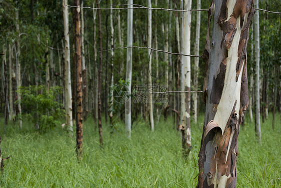 Eucalyptus 森林图片