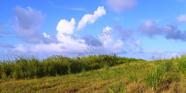 圣基茨油田植物群叶子天空农业风景甘蔗天堂栖息地场地图片