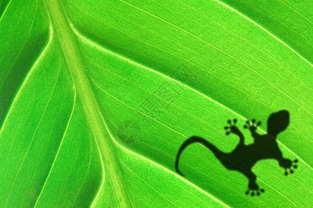 绿林叶和壁虎树叶绿色鬣蜥动物情调卡片丛林异国隐藏变色龙图片
