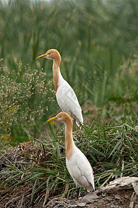 Egret 牛牛避难所保护水鸟多样性橙子鸟类环境保护区动物群场地图片