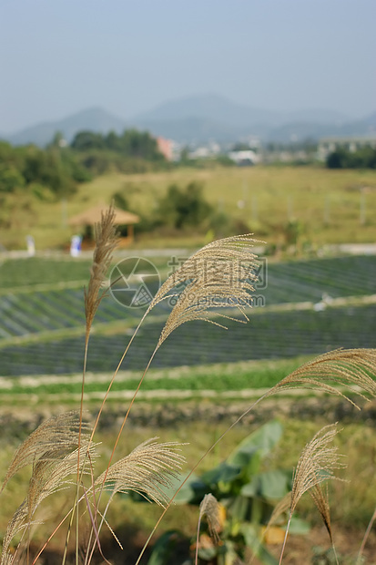 蔬菜字段do电子农场场地土地沼泽地农庄荆棘庄园栅栏图片