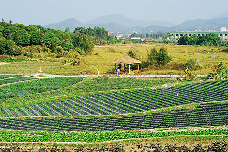 蔬菜字段栅栏沼泽地庄园树枝do荆棘农场农庄土地电子图片