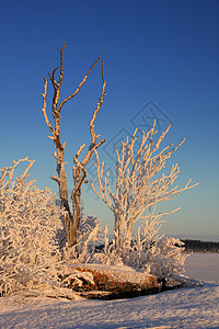 冬季风景水晶场地天空荒野天气小路晴天树木蓝色太阳图片